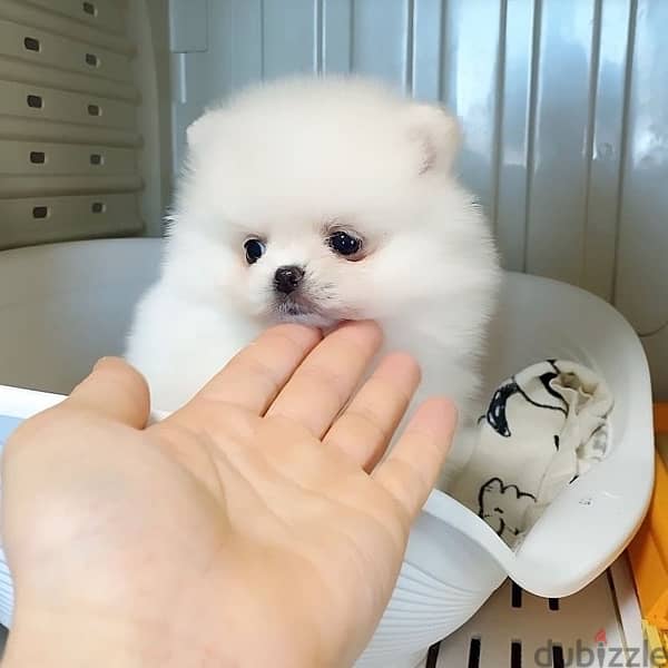 Pomerania,n puppy for sale 0