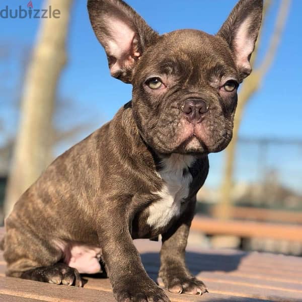 French Bulldo-g puppy for sale 0