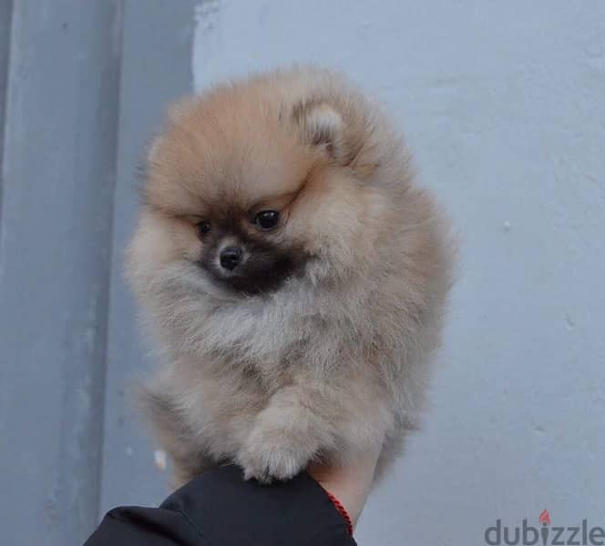 Teacu,p Pomerania,n puppy for sale 0