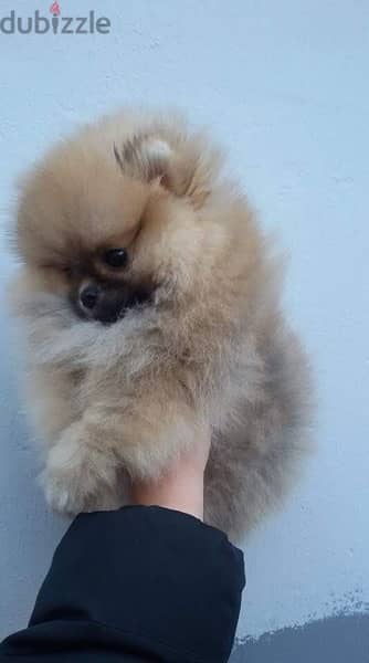 Teacu,p Pomerania,n puppy for sale 1