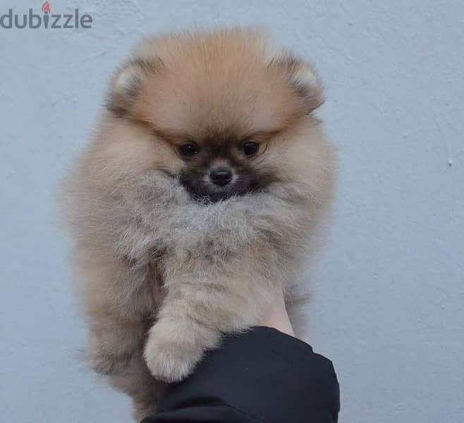 Teacu,p Pomerania,n puppy for sale 2