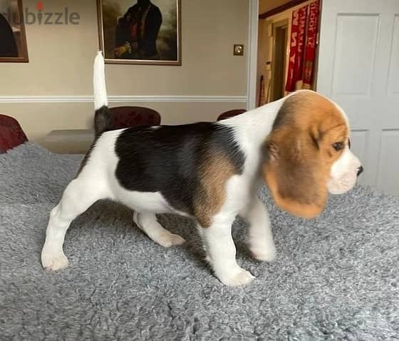 Whatsapp Me +966583921348 Beagle Puppies 0