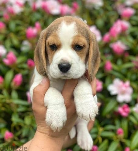 Whatsapp Me +966583921348 Beagle Puppies 1