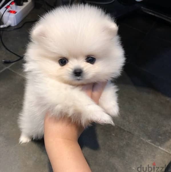 Pomerania-n puppy for sale 0