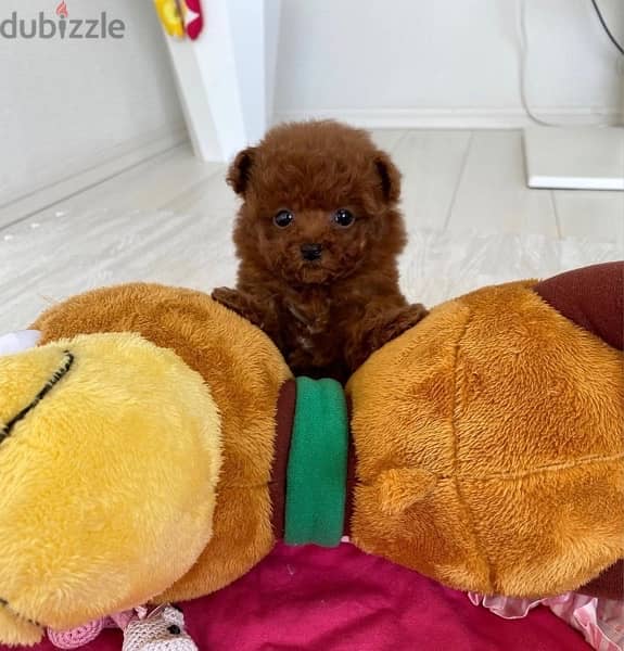 Poo,dle puppy for sale. . WHATSAPP :‪ +1 (484),718‑9164‬ 0