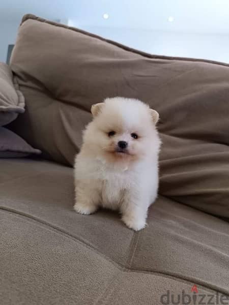 Pomer-anian puppy for sale 0