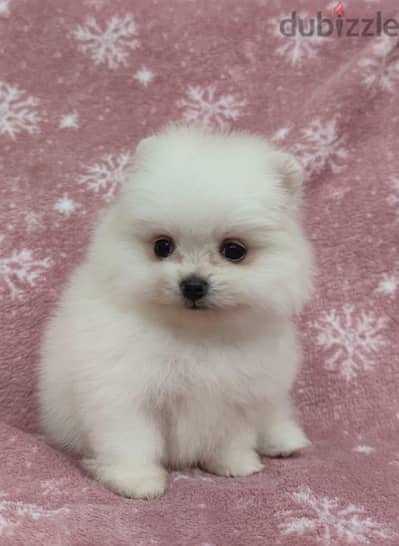 Pomeranian puppy for sale