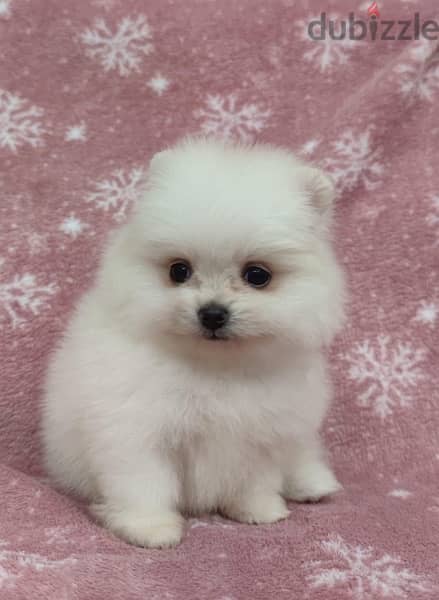 Pomeranian puppy for sale 0