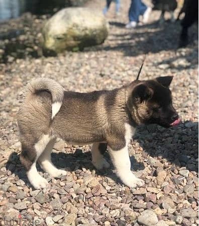 Whatsapp Me +966583921348 Akita Puppies 1