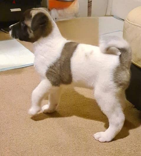 Whatsapp Me +966583921348 Akita Puppies 0