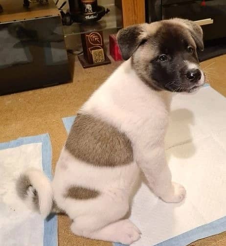 Whatsapp Me +966583921348 Akita Puppies 0