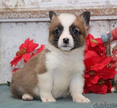 Whatsapp Me +966588993320 Corgi Welsh Puppies