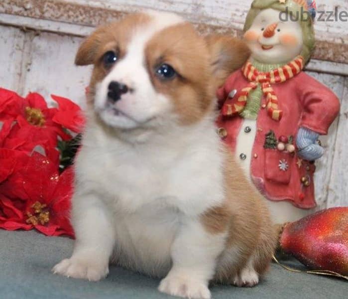 Whatsapp Me +966588993320 Corgi Welsh Puppies 1