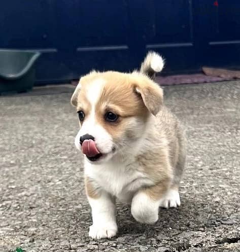 Whatsapp Me +966588993320 Pembroke Corgi Welsh Puppies 1