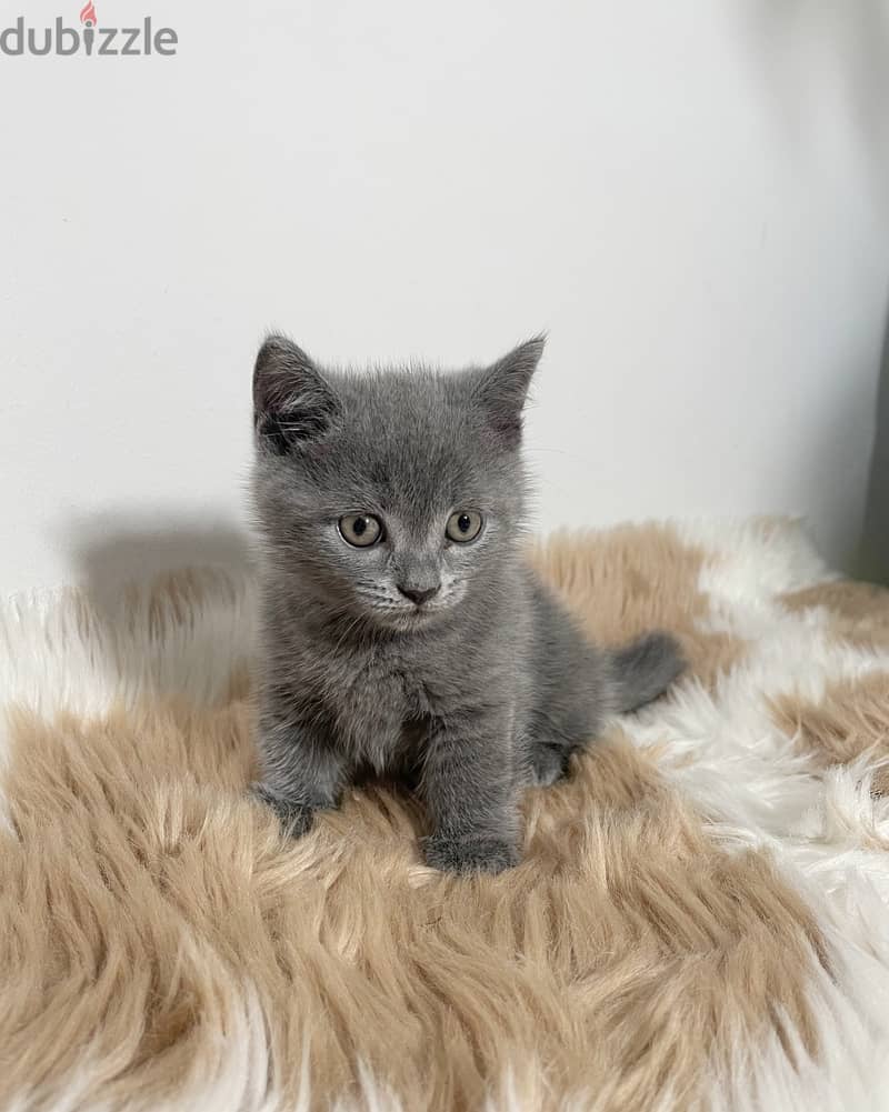 Grey clearance munchkin kitten