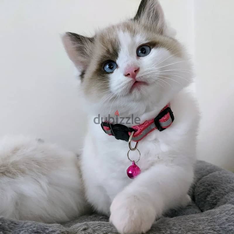 Purebreed Ragdoll Kitten 1