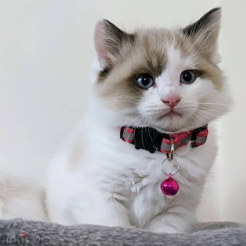 Purebreed Ragdoll Kitten 2