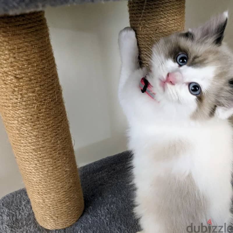 Purebreed Ragdoll Kitten 3