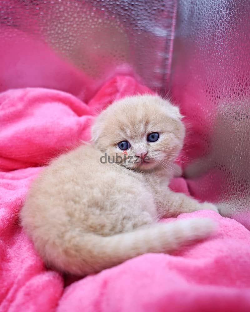 Scottish Fold Kitten 0