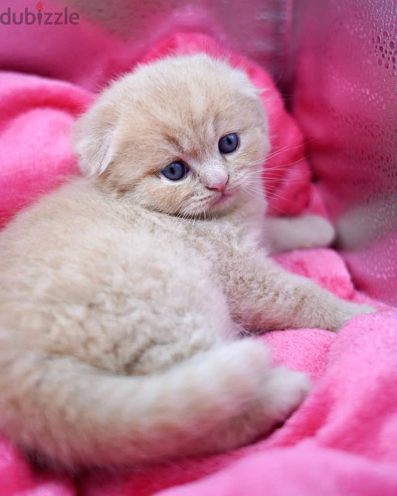 Scottish Fold Kitten 1