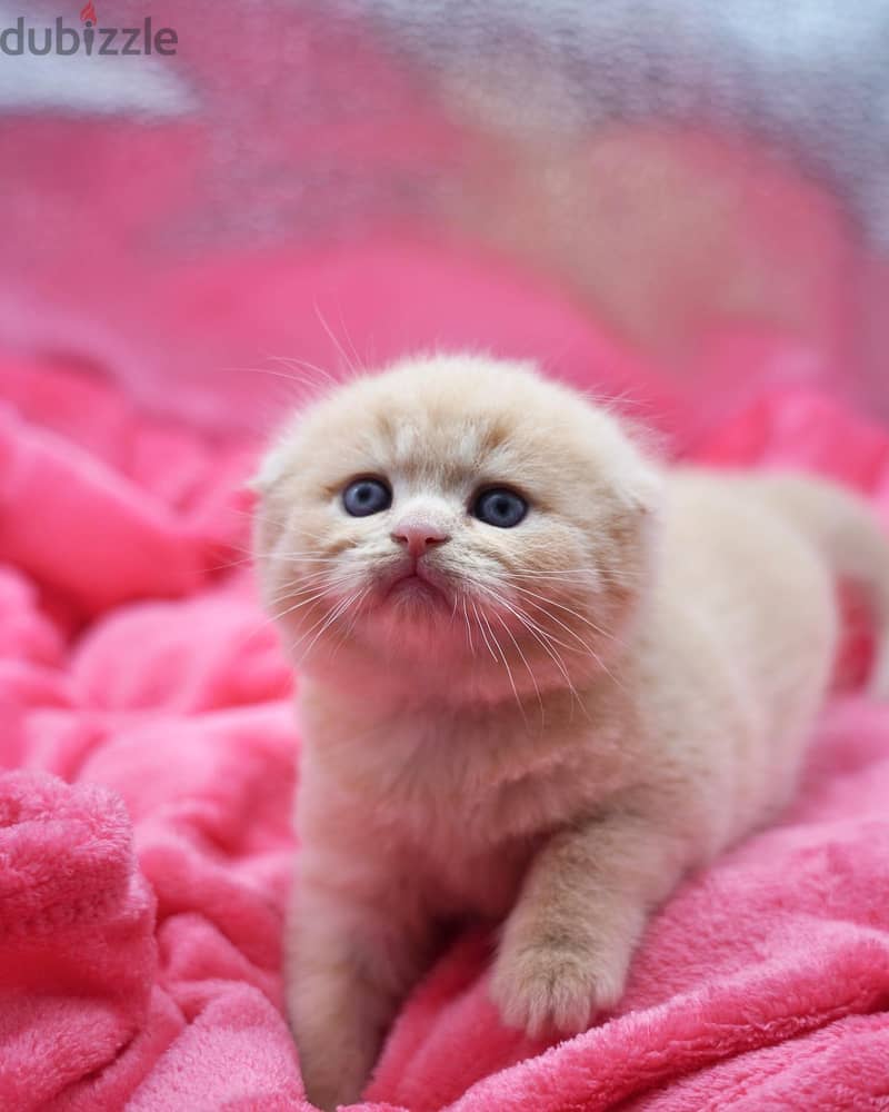 Scottish Fold Kitten 2