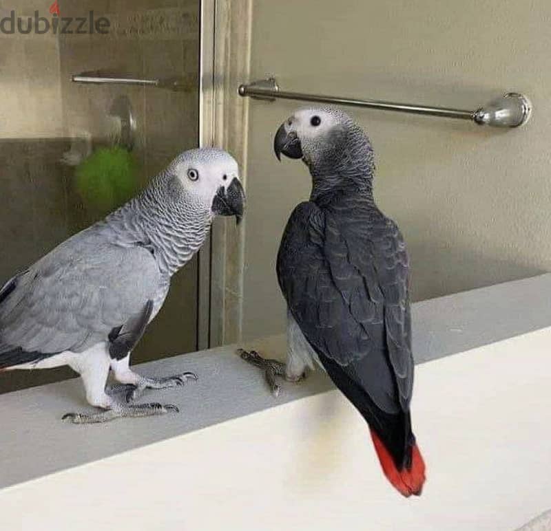 African Grey Parrots and Fertile Parrot Eggs 1