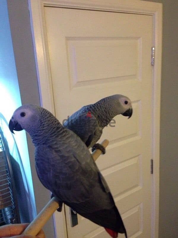 African Grey Parrots and Fertile Parrot Eggs 0