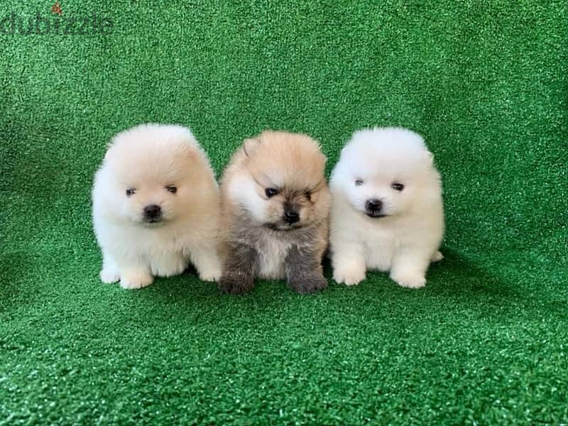 Poms puppy’s for sale 0