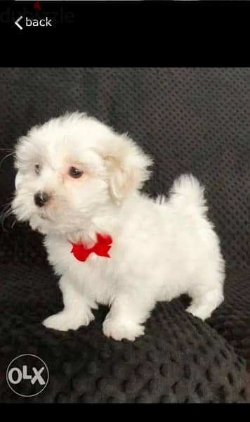 Malt,ese puppy for sale 0