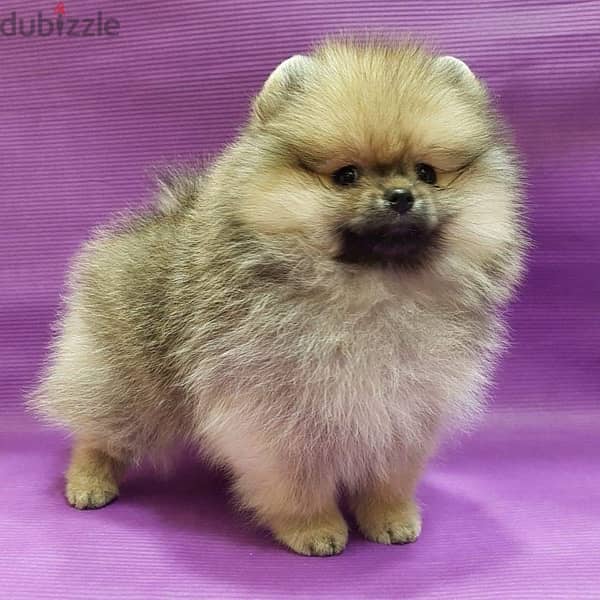 Cream male Pom. . for sale. . WHATSAPP :‪ +1 (484),718‑9164‬ 0