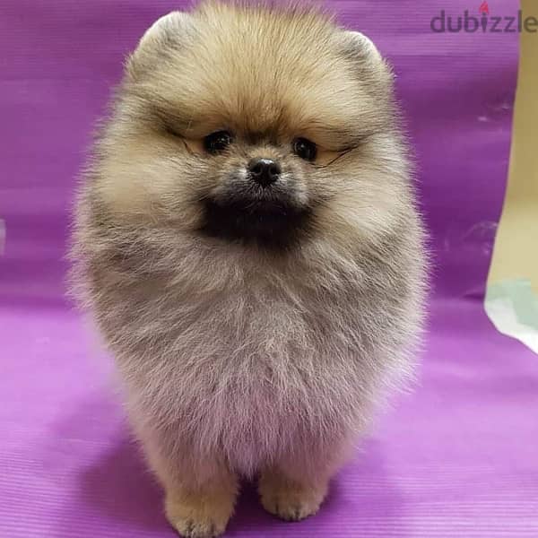 Cream male Pom. . for sale. . WHATSAPP :‪ +1 (484),718‑9164‬ 1