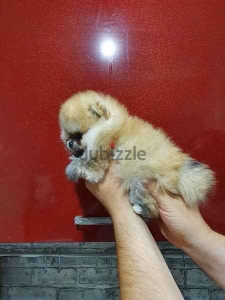 Cream female pom. for sale 0