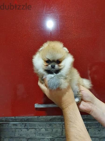 Cream female pom. for sale 1