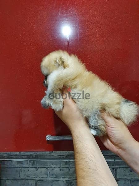 Cream female pom. for sale 2