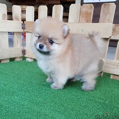 Fully vaccinated pom for sale