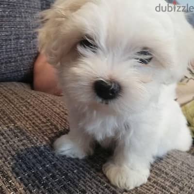 Maltese male puppy for sale