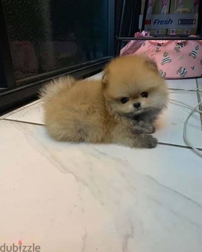 Super mini male pom for sale