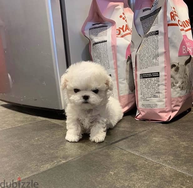 White mini. poodl,e for sale 0