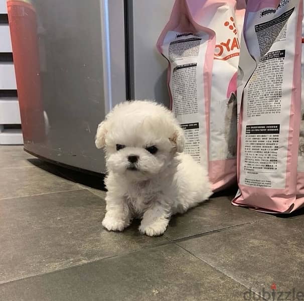 White mini. poodl,e for sale 1