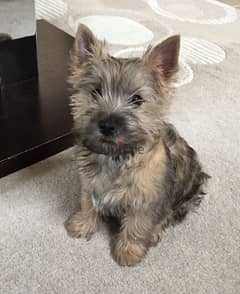 Cairn terrier hot sale olx