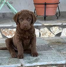 Chesapeake bay retriever clearance puppies near me