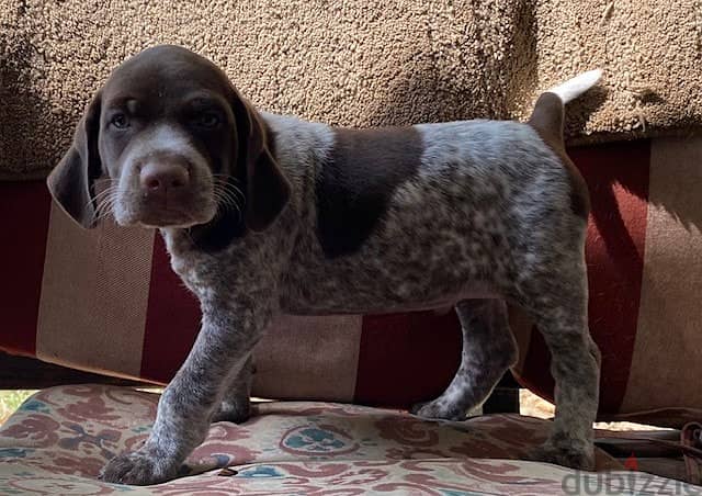 English shorthaired pointer discount puppies for sale