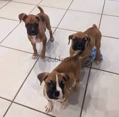 Olx boxer hot sale puppies for sale