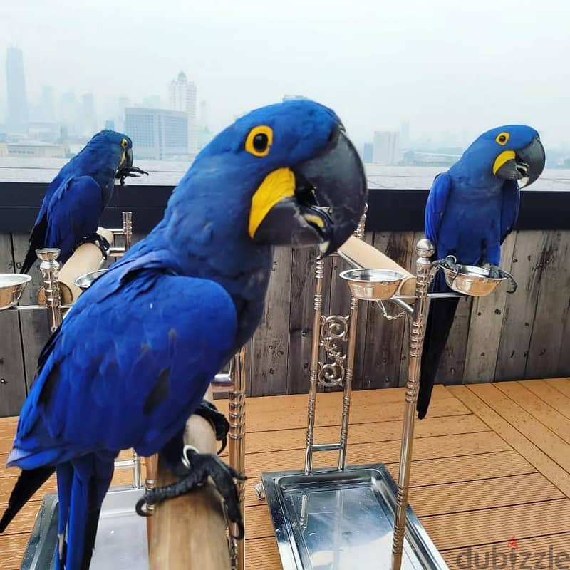 Whatsapp Me +966583921348 Hyacinth Macaw Birds 0