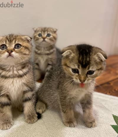 Scottish fold tiger