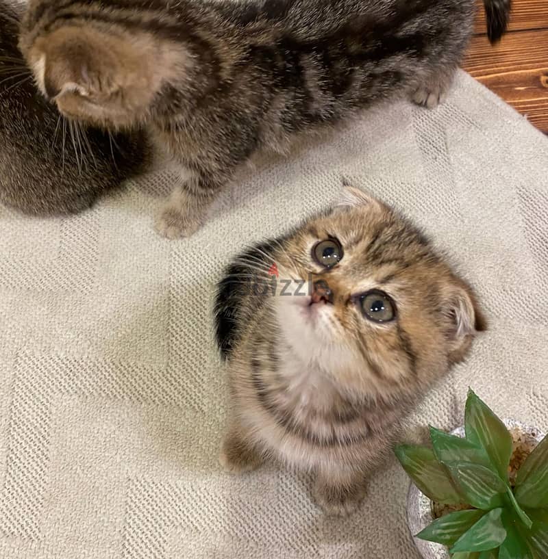 Scottish fold tiger 1