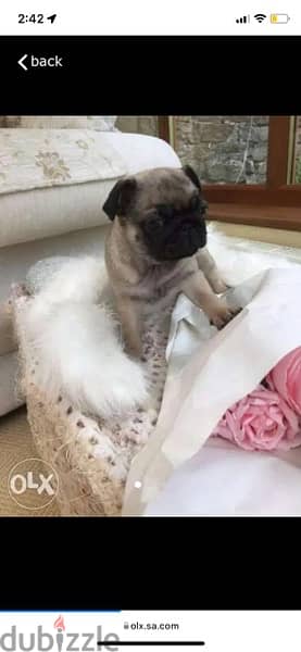 Male Pug puppy for sale. . WHATSAPP:‪ +1 (484),718‑9164‬