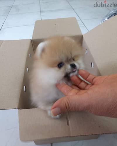 Cream Male Pom for sale.