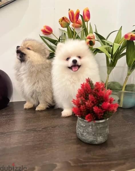 Pomera,nian puppy’s for sale. . WhatsApp me +14847189164‬ 0