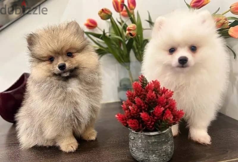 Pomer,anian puppy’s for sale. . WhatsApp me +14847189164‬ 0